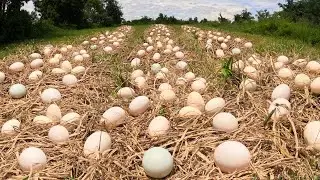 WOW amazing skilled farmer collected a lot of duck eggs in the fields near the canal.
