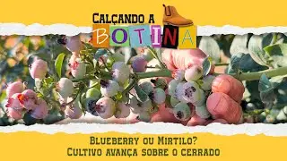 Mirtilo: conheça o processo de produção, colheita e comercialização | Calçando a Botina