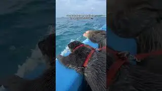Being cute, chaotic, and totally entertaining! 🦦😹#animals #cuteotter #funnyanimals
