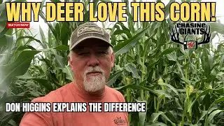 Don Higgins Inspects Corn Plots: Nutrition, Attraction & Strategy for Fall Success