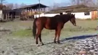 M&oacute;k&aacute;som m&oacute;k&aacute;zik :D Horse playing with a halter  - Pferd spielt mit Halfter