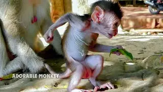 Very cute and strong little baby monkey Cinn stand so adorable itching