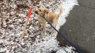 096BroD Bro D vs Surveying Stick Rounds 1-5 Walks With Bro D Episode 8