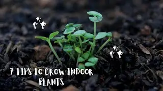 How to care and grow indoor plants/ Complete guide....