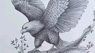 Eagle take flight#drawing #sketch #art #pencilsketch 
