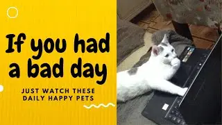 If you had a bad day, just watch these daily happy pets | Day 24