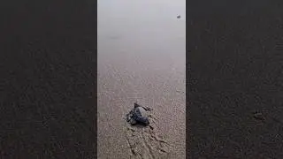 olive rideley hatching venturing 1st time 2 open sea #andaman #turtle #hatching #oliveridley #island