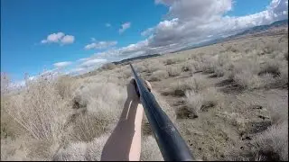 Solo Quail Hunting California