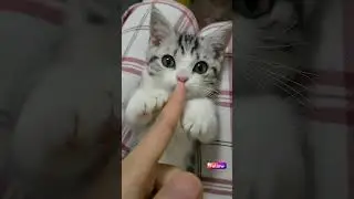 Pet Funny 😆🐕: #KittenComedy #AnimalAntics #PetMischief #PetBloopers