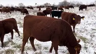 Greg explains why healthy livestock do not belong in barns in the winter.