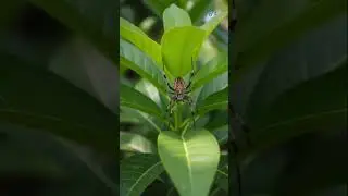 Philippine Fighting Spider #gagamba #wild #pets #shorts #insects #spider #spiderfight #derby #fight