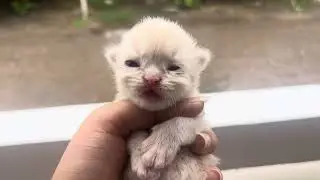 Tiny Voice, Big Feelings