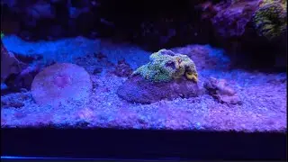 My Sand Bed in the Reef Tank: Finally a Success Story!