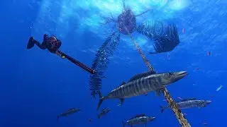 Freediving Hunter: Spearfishing the World: About this game, Gameplay Trailer