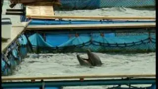 DIE BUCHT (The Cove) Filmszene - Zwei Welten Delfine in Freiheit und im Delfinarium