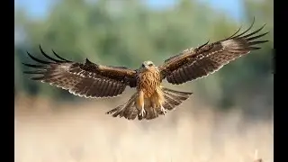 Birds That Wield Fire: The Surprising Intelligence of Australia's Firehawks