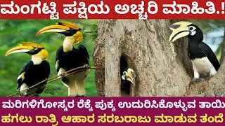 Hornbill bird  information in kannada||The Great Indian Hornbill || ಮಂಗಟ್ಟಿ ಪಕ್ಷಿಯ ಅಚ್ಚರಿ ಮಾಹಿತಿ.!