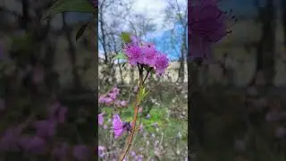 азалії в ботанічному саду #spring #ukraine #video #shortsvideo #kyiv #flowers #garden  #plants