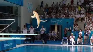 Cat Olympics: Furry Athletes Gone Wild! 😂🏅
