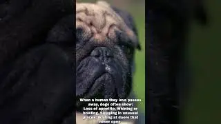 Dogs Grieve Too 💔 #grief  #doglife #doglife