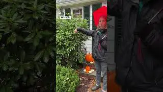When Should You Prune Rhododendrons?