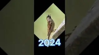 2024 sparrow 🐦🐦 vs 5000 Bce sparrow 🐦🐦||#viral #trending #adventure #shortvideo #shorts
