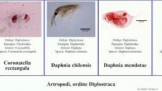 Artropodi, ordine Diplostraca arthropoda pulchella guttata chilensis Daphnia Coronatella mendotae