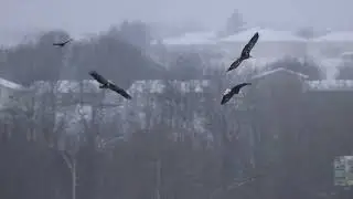 Onondaga Lake Eagles
