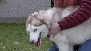 Paws For Pets | Flint the Dog