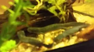 Alpine newt mating