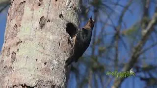 CARPINTERO de Puerto Rico llevando alimento (Puerto Rican Woodpecker, Melanerpes portoricensis)