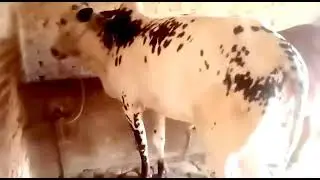 MashAllah dhani beauty❤️ Home qurbani