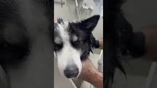 Laika in Grooming: Battling Shedding and Achieving Clean Fur! 🐶🛁✂️