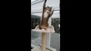 Longcroft Luxury Cat Hotel