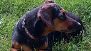Dog Adele в прямом эфире!