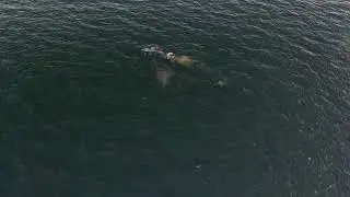 Gray Whale Drone Footage - Victoria BC Canada