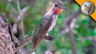 Amazing Hummingbird Experience!