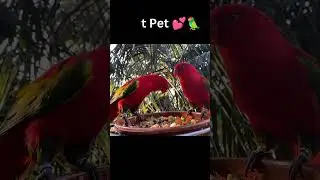 Red Lory Parrot 🦜💓The best pet #shorts #ytshorts #birdsounds