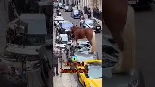 🐎 Horsepower Havoc: Rampaging Horse Damages Cars with Horse Logo #shorts