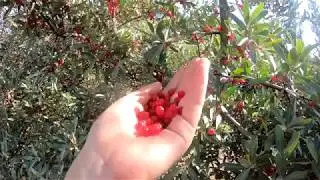Buffalo Berry
