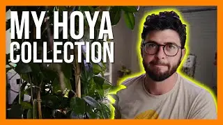 My Hoya Collection | Comprehensive Hoya Haul