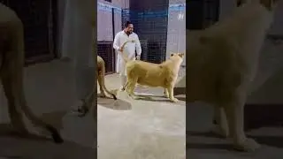 Techy is back (mian saqib) 🦁