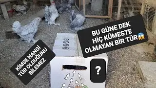 K&Uuml;MESE YENİ BİR TAVUK T&Uuml;R&Uuml; GETİRDİM ŞOK OLACAKSINIZ tahmin edebilenler yoruma @ResulHOY
