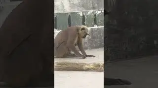 बंदर की अनोखी वीडियो  कैमरे में कैद #monkey #funny #long #video #village #shorts #short #trending #v