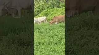 Amazing Cows & Birds meal bonding