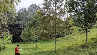 Di jual kebun durian musangking luas 3000 M surat SHM ,5,8 km ke exit tol parungkuda