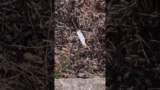 Summer Wells: in December a child's toy knife found at the Seventh Day Adventist Church in Kingsport