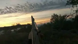 Bandtail Pigeon hunt 12.22.25 Tua Nquab Ia