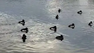 Tufted Ducks on the Serpentine