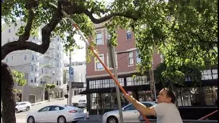 Caring for the Street Trees of Upper Fillmore